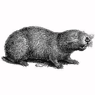 野生哺乳動物河貍插畫
