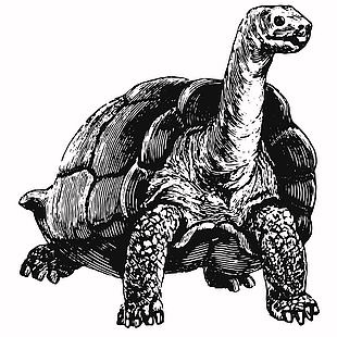 黑白風野生動物陸龜插畫