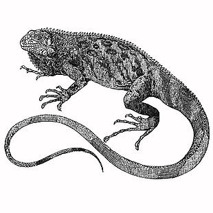 野生爬行動物蜥蜴插畫