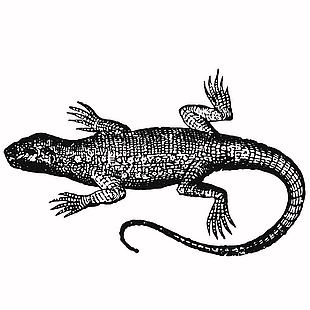 野生動物圓鼻巨蜥插畫