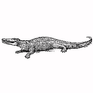 復古線描風格鱷魚插畫