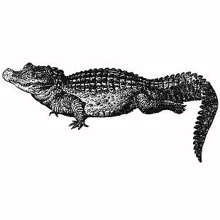 線描風格短吻鱷插畫