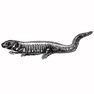 黑白風格野生動物洞螈插畫