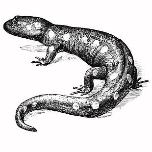 野生動物斑點鈍口螈插畫
