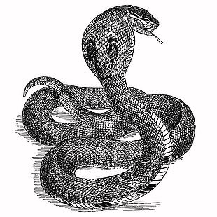 黑白風野生動物蝰蛇插畫