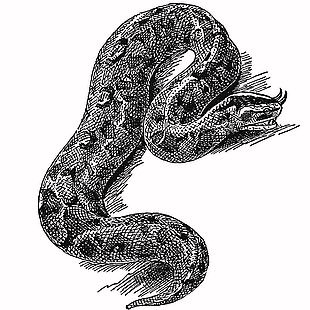線描風蟒蛇插畫