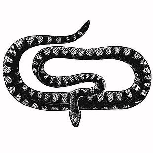 線描風王錦蛇插畫