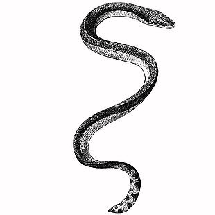 野生動物黑眉錦蛇插畫