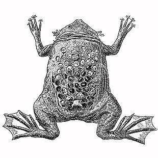 黑白風野生動物負子蟾插畫