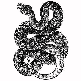 黑白風爬行野生動物蛇插畫