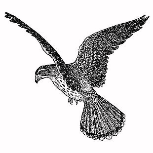 黑白線描風老鷹插畫