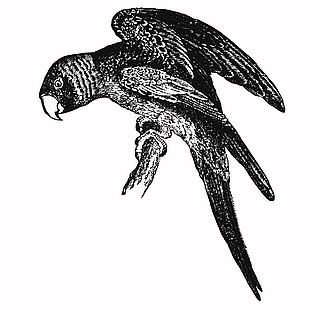 生態可愛野生動物鸚鵡插畫