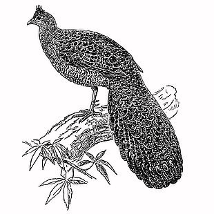 黑白風孔雀站在枝頭上插畫
