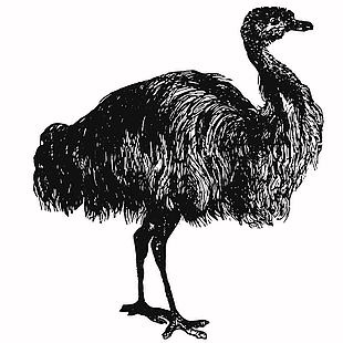 黑白風格鳥類鴯鹋插畫