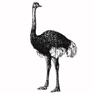 野外野生動物鴕鳥插畫