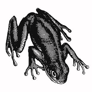 素描風兩棲動物蛙類插畫