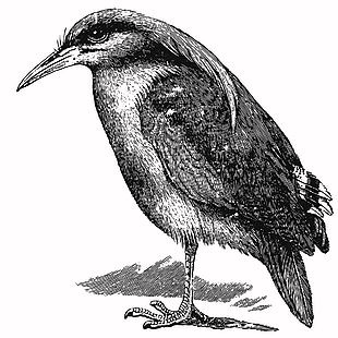 生態可愛鷺科鳥插畫