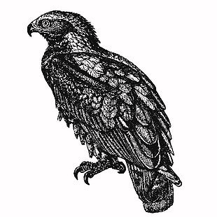 黑白線條風格老鷹插畫