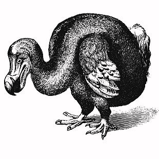 黑白線描風渡渡鳥插畫