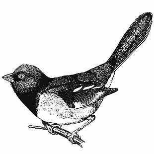野生動物萊氏鳳頭鵑插畫