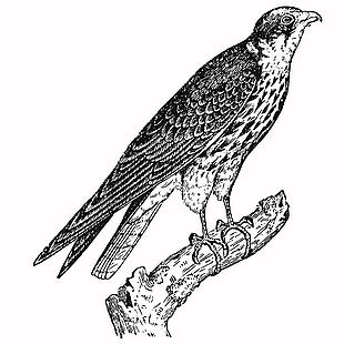 野生動物游隼鳥類插畫