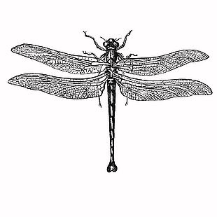 生态可爱保护动物蜻蜓插画