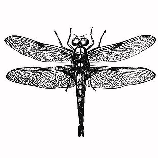 黑白線描風(fēng)格蜻蜓插畫