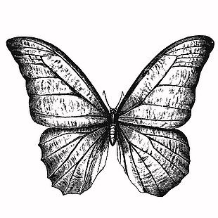 可爱昆虫蝴蝶插画