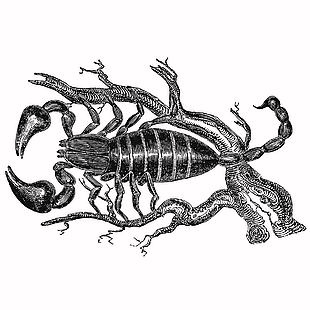復古線描風蝎子插畫