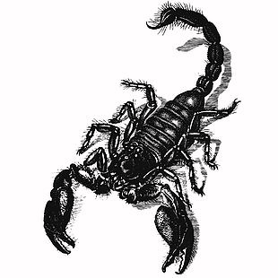 復古線描風蝎子插畫