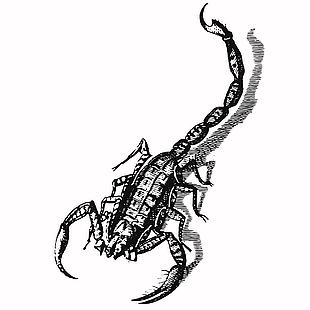 自然生態素描風蝎子插畫
