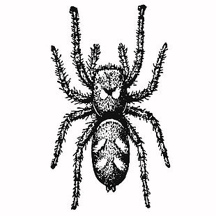 黑白簡筆畫風蜘蛛插畫