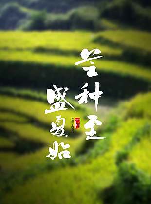芒種至盛夏始傳統二十四節氣海報