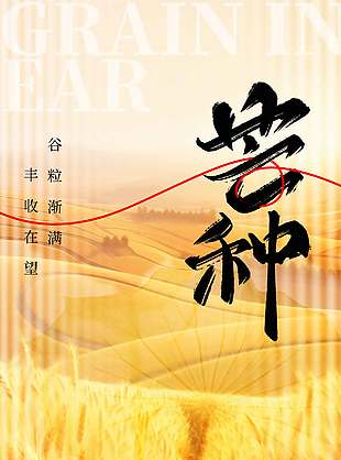 谷粒漸滿金色創(chuàng)意芒種節(jié)氣海報