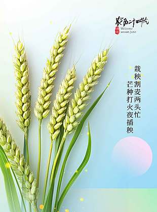 仲夏伊始芒種之時放牛插畫海報