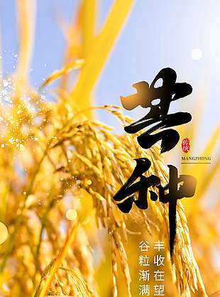 谷粒漸滿豐收在望稻穗實景海報