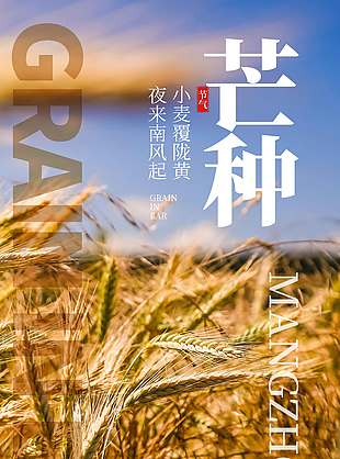 夜来南风起小麦覆陇黄小麦实景芒种海报