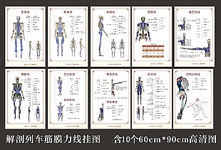 解剖列車筋膜力線掛圖