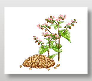 苦蕎麥植物插畫