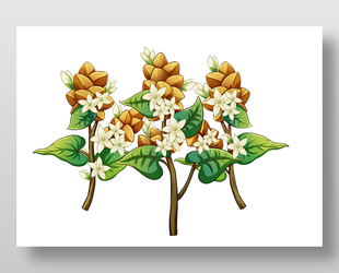 简单苦荞麦插画