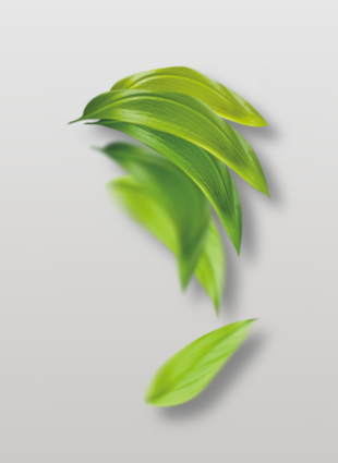 綠色樹葉植物