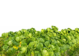 有機蔬菜種植白菜地