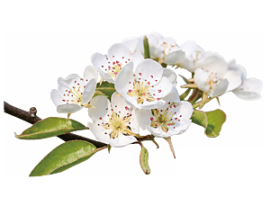 白色花朵梨树花花卉特写