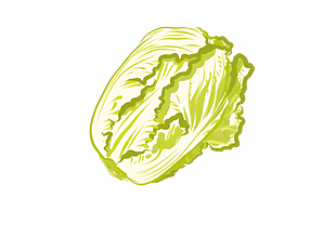卡通水彩白菜插畫