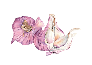 卡通水彩大蒜插画