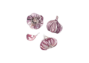 卡通水彩大蒜蒜头插画