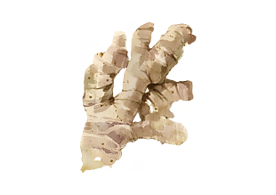 卡通水彩生姜插画