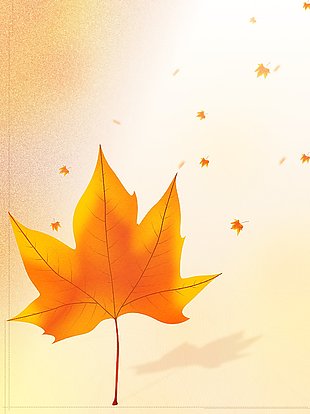 泛黄的落叶枫叶秋天美景插画