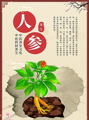 中醫藥材人參藥理知識宣傳海報