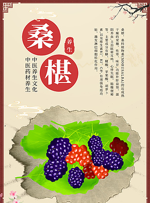 中醫藥材桑葚藥理知識宣傳海報